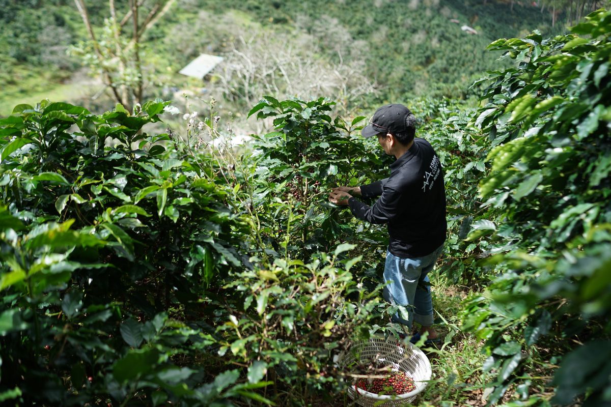 Caficultor cosechando café en Colombia